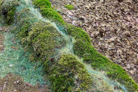 Natural phenomenon in the forest, stone channel of Roschlaub, Scheßlitz, Upper Franconia, Bavaria,