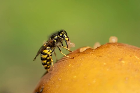 Common wasp (Vespula vulgaris) adult insect feeding on fallen fruit in a garden in summer, England,