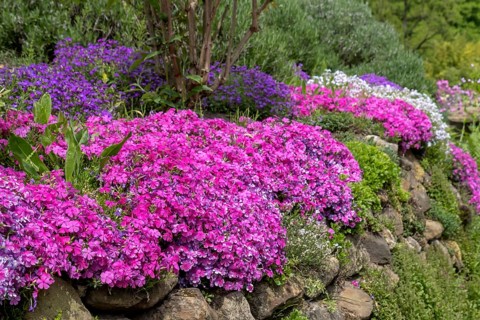 Cushion phlox (Phlox subulata), North Rhine-Westphalia, Germany