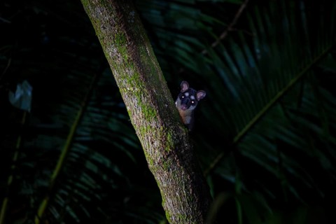 Curious Gray four-eyed opossum (Philander opossum) looking out from behind a tree, night shot,