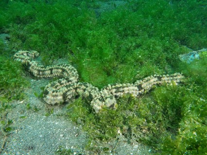 Feather mouth sea cucumber (Synapta maculata) in a dense, green algae landscape, dive site Secret
