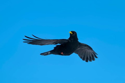 Alpine chough (Pyrrhocorax graculus), bird with outstretched wings in flight against blue sky,