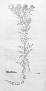 Golden thistle, common boar thistle, small weather thistle (Carlina vulgaris), woodcut by Leonhart
