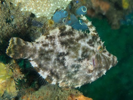 Seagrass filefish (Acreichthys tomentosus) with light and dark patterns near algae and sea squirts,