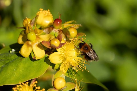 Buff tailed bumblebee (Bombus hortorum) adult bee feeding on a St.John's wort flower in an urban