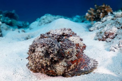 Reef stonefish (Synanceia verrucosa), from front, lying uncamouflaged, open, on sandy bottom,