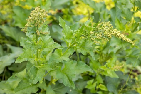 Good Henry (Blitum bonus-henricus) in the historic apothecary garden next to the ruins of the