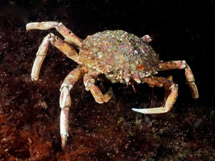 A spider crab (Maja squinado) moves on the seabed, surrounded by algae. Dive site Maharees Islands,