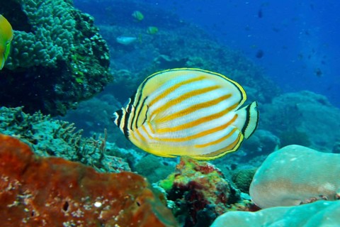 A bright yellow and white striped orange Banded butterflyfish (Chaetodon ornatissimus) in the coral