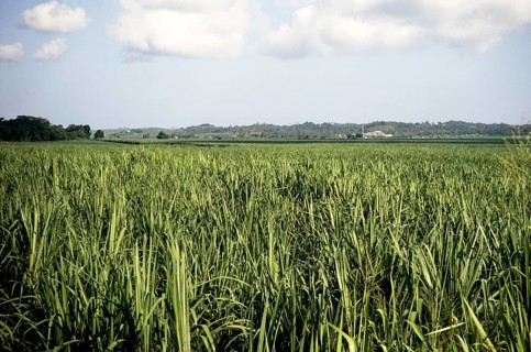 Flat fields of a sugar plantation with distant factory, Jamaica, West Indies 1970