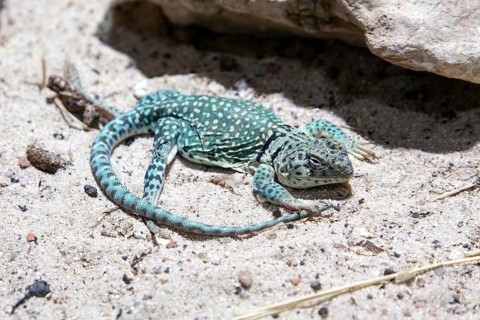 Collared iguana (Crotaphytus collaris), captive, Germany