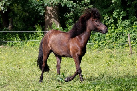 Icelandic horse (Equus islandicus), gelding, Schleswig-Holstein, Germany