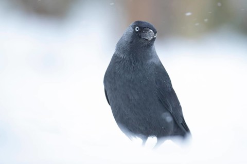 Jackdaw (Corvus monedula) adult bird in a snow covered garden in winter, England, United Kingdom