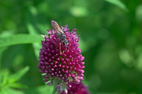 Round-headed leek (Allium sphaerocephalon) with grasshopper wasp (Sphex funerarius), Germany
