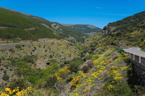 Road winds through a mountainous landscape full of blooming yellow flowers, AL-5402, north of