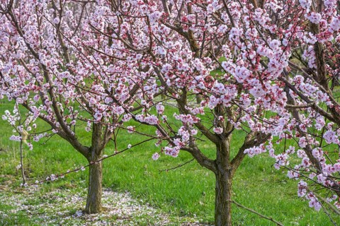 Peach trees in bloom, Paudorf, Lower Austria, Austria