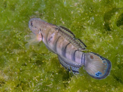 A striped dredge goby (Amblygobius phalaena) moves across a green algae surface, dive site Secret