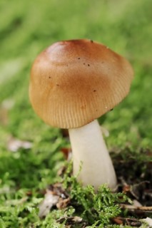 Reddish-brown scabbard or foxy scabbard (Amanita fulva), North Rhine-Westphalia, Germany