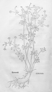 Erect cinquefoil, tormentil (Potentilla erecta), woodcut by Leonhart Fuchs, from New Kreüterbuch,