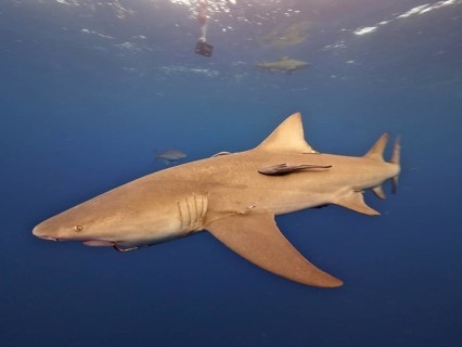 Lemon shark (Negaprion brevirostris) with fishhook in its mouth, dive site Lemon Drop, Riviera