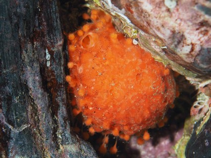 A bright orange sea orange (Tethya aurantium) in an underwater hiding place, dive site Les Grottes,