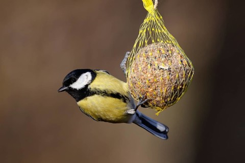 Great tit (Parus major) hanging on a fat ball, bird feeding in winter, Schleswig-Holstein, Germany