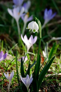 Crocuses and spring snowflakes (Leucojum vernum), early March, Germany