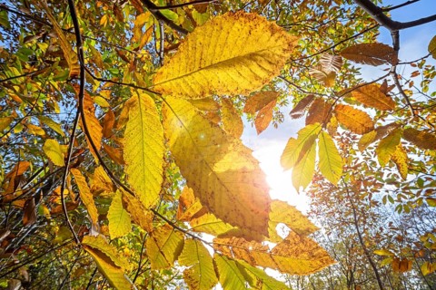 Sweet chestnut tree, Spanish chestnut (Castanea sativa) close-up of yellow leaves in autumn
