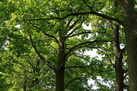 Oaks (quercus) with foliage and typical growth habit, Döbra, Oßling, Saxony, Germany
