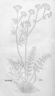 Berula erecta (Berula erecta), woodcut by Leonhart Fuchs, from New Kreüterbuch, neues Kräuterbuch,