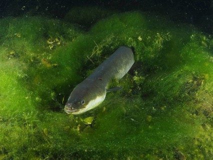 European eel (Anguilla anguilla) swimming amidst dense green aquatic plants, dive site Zollbrücke,