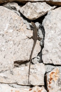 Sicilian wall lizard (Podarcis waglerianus), Sicily, Italy