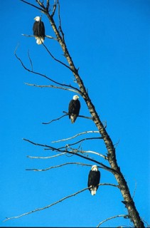 Bald eagle (Haliaeetus leucocephalus), eagle perched and hunting for salmon, in the Chilkat Valley