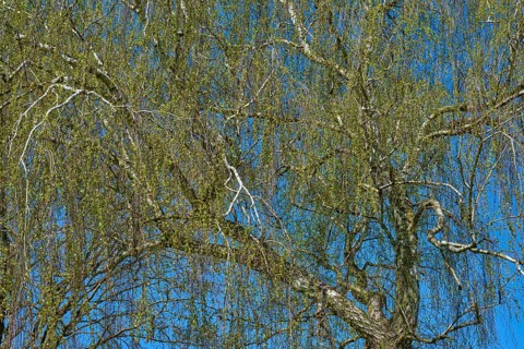 Detailed view of birch tree branches in front of a clear blue sky, Seckmauern, Lützelbach,