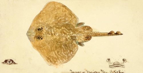 Skate (fish), Rajidae, skate, fish, reproduction of an original, by Frank Edward Clarke (b. 1849, d