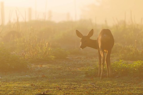 A young male roe deer (Capreolus capreolus) stands on a green meadow against the light at sunrise