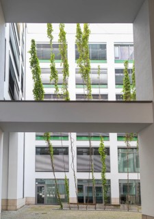Green inner courtyard with climbing plants, Postplatz, Dresden, Saxony, Germany