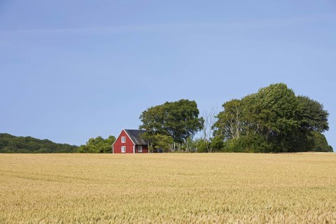 Lonely traditional red wooden cottage along field in summer in rural Skåne, Scania, Sweden,