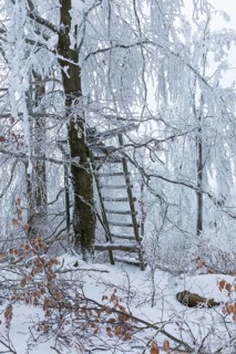 High seat in the winter forest, the trees are thickly decorated with snow and hoarfrost on the
