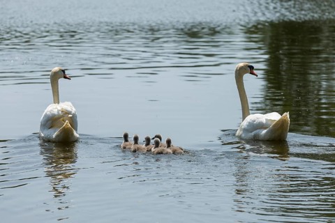 Swan family of the Mute Swan (Cygnus olor) with chicks on the middle pond near Neudorf Klösterlich,