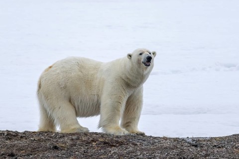 Lone polar bear (Ursus maritimus) hunting on the tundra along the Svalbard coast in late summer,