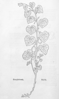 European Birthwort (Aristolochia clematis), woodcut by Leonhart Fuchs, from New Kreüterbuch, neues