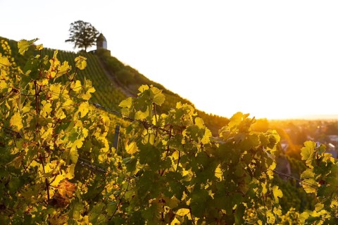 Sunrise in the vineyards around Wackerbarth Castle, Jacobstein can be seen above, Radebeul, Saxony,