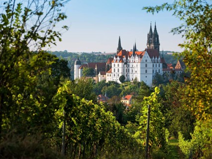 View over the vineyard to the castle hill with cathedral and Albrechtsburg, Meissen, Saxony,