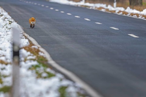 Red fox (Vulpes vulpes), hunting, winter fur, fallen game, looking for food on the road, winter