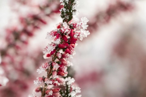 Ice crystals from roarfrost on a winter-flowering heather (Erica carnea) branch at sunshine in