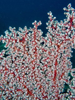 Red corals with fine white details, Godeffroy's soft coral (Siphonogorgia godeffroyi), show the