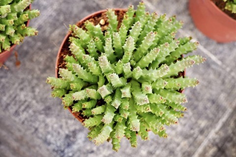Top view of 'Stapelia Desmetiana' houseplant with cactus-like toothed stems in flower pot. Also