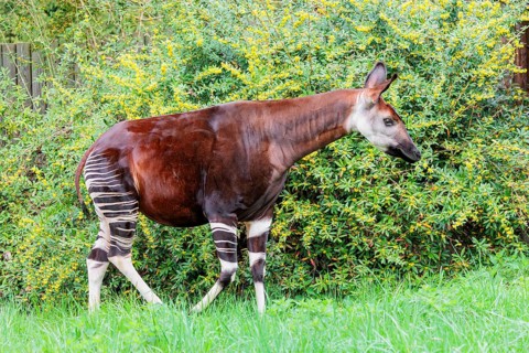 A female okapi (Okapia johnstoni) standing on a green meadow next to a bush