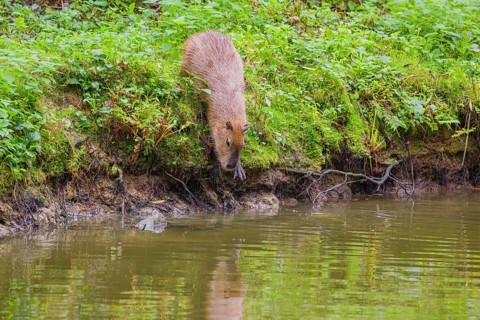 A (greater) capybara (Hydrochoerus hydrochaeris) leaves the riparian vegetation and enters the